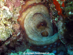 Octopus in its hole, well protected by Daniel Petitmermet 
